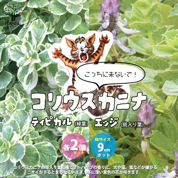 楽天市場 最大 Off対象 こっちに来ないで コリウスカニナ エッジ ティピカル 2品種各2個 合計4個セット ハーブの苗 9cmポット苗 2品種各2個 合計4個セット 猫よけハーブ ねこよけ ネコ対策 猫対策 忌避 コリウス カリナ Coleus Canina 植物販売の 楽天市場 最大 Off対象 こっちに来ないで コリウスカニナ エッジ ティピカル 2品種各2個 合計4個セット ハーブの苗 9cmポット苗 2品種各2個 合計4個セット 猫よけハーブ ねこよけ ネコ対策 猫対策 忌避 コリウス カリナ Coleus Canina 植物販売の