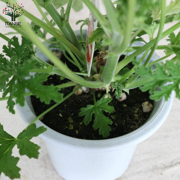 市場 送料無料 センテッドゼラニウム お買い得4個セット 蚊連草 4号 カトリソウ 蚊取草 ハーブの苗 市場 送料無料 センテッドゼラニウム お買い得4個セット 蚊連草 4号 カトリソウ 蚊取草 ハーブの苗