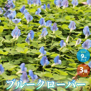 �y���������z�u���[�N���[�o�[ �n�[�u�̕c ���ϊ������N�� 9cm�|�b�g ��������3�Z�b�g �V�������b�N�s�[ �t���N���[�o�[ ( �V���c���N�T ) �ɂ悭���Ă�����Ԃ��炩���܂� �������� ��