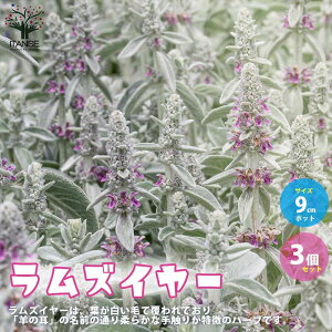 yzYC[ n[u̕c ϊN 9cm|bg 3Zbg ^`M Vo[[t J[[t ؂ԂhCt[ƂĂlC  [