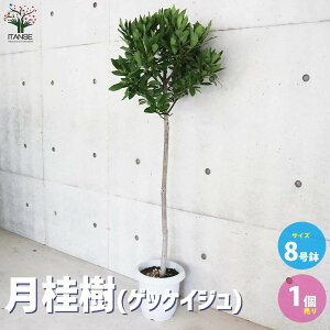 ySSԑSi10OFFzj ( QbPCW ) n[u̕c X^hd 8c 1  j QbPCW  Laurus nobilis ΍ NXmL [G [ V{
