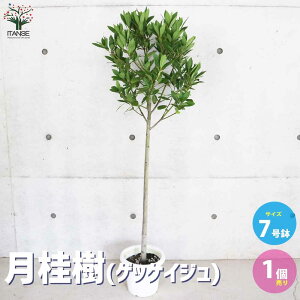 yzj ( QbPCW ) n[u̕c X^hd 7c 1  j QbPCW  Laurus nobilis ΍ NXmL [G [ V{c