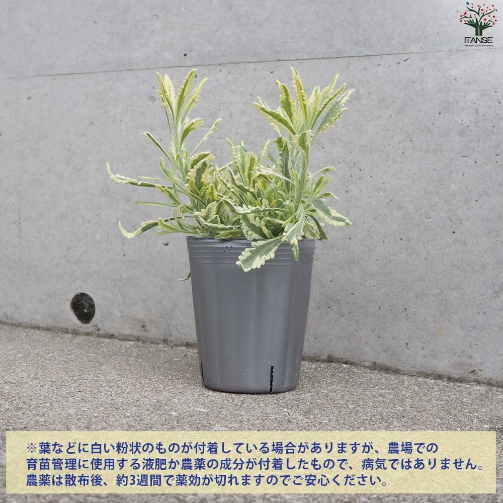 日本最大の ラベンダー メルロー ハーブ苗 花の苗 香り らべんだー 花苗 苗物