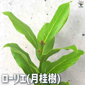yz[G ( j ) n[u̕c 10.5cm|bg [ QbPCW XpCX n[u NbLOn[u  [