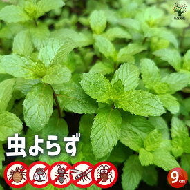 【送料無料】虫よらず 忌避 ハーブ 苗 9cm シソ科 ハッカ属 耐寒性 多年草 Japanesemint 日本薄荷 和ハッカ メントール 成分 ゴキブリ ハエ アリ 蚊 クモ 防虫 対策 忌避ハーブ 虫よけ 虫除け 虫避け 天然 防虫剤 ハッカ油 送料無料 即納