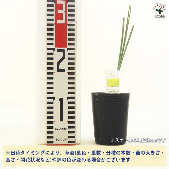楽天市場】【送料無料】ベチバー ハーブの苗 9cmポット 半耐寒性 常緑 