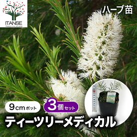 【送料無料】ティーツリーメディカル 3号 ハーブ苗 メディカルティーツリー ハーブ 苗 セット 通販 虫除け 苗ポット 鉢植え 送料無料 即納 翌日配送