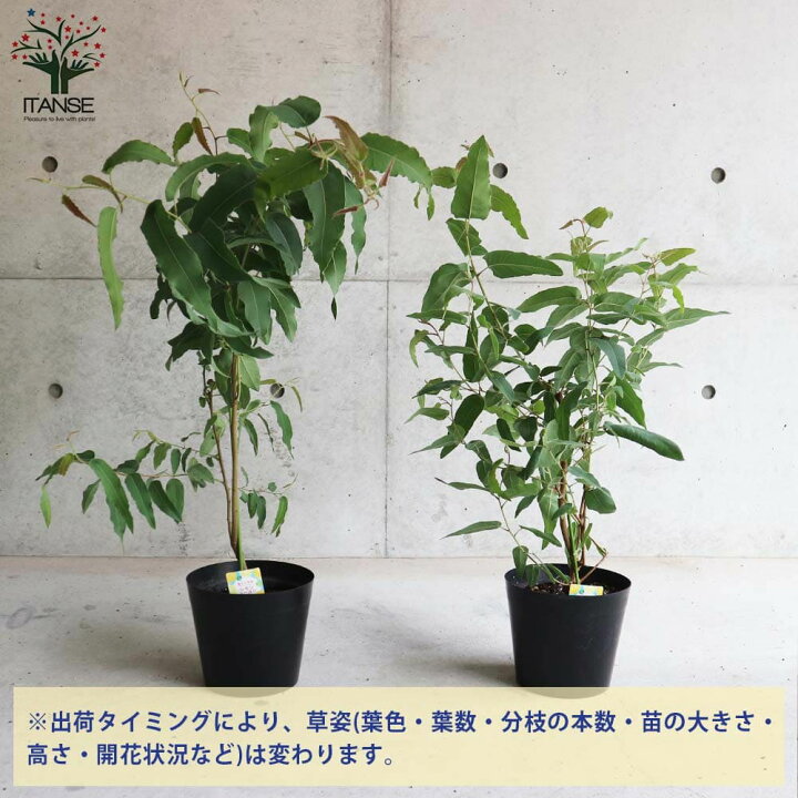 楽天市場】【マラソン期間P5倍】レモンユーカリ ( 香り ) ハーブの苗 