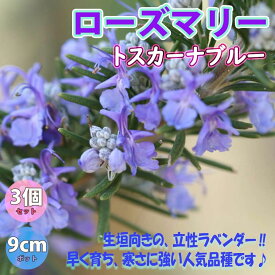 【送料無料】ローズマリー トスカーナブルー(立性)【ハーブ苗 9cmポット/3個セット】ローズマリー苗 ドライハーブ 農園 グランドカバー ベランダ 庭園 アロマテラピー ハーブティー 露地 ポプリ