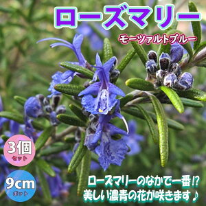 yz[Y}[ [c@gu[ (  ) n[uc 9cm|bg 2` [Y}[c hCn[u _ OhJo[ x_ 뉀 A}es[ n[ueB[ In 