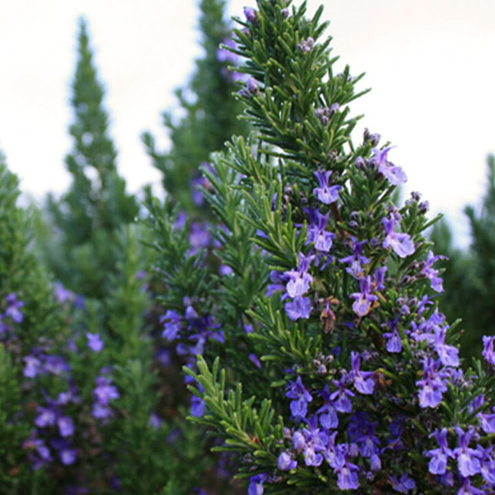 楽天市場 送料無料 ローズマリー モーツァルトブルー 半立性 ハーブ苗 9cmポット 3個セット ローズマリー苗 ドライハーブ 農園 グランドカバー ベランダ 庭園 アロマテラピー ハーブティー 露地 植物販売のｉｔａｎｓｅ楽天市場店