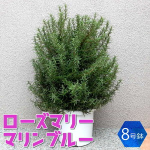 yz[Y}[̕c}u[ n[u̕c 8vX`bN 1 [Y}[̕c herb n[u ƒ؉  XpCX h ӏ ͔| 뉀؉ Mtg v[g 