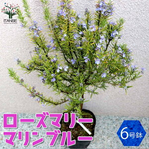 yz}u[ [Y}[ n[u̕c 6 1 [Y}[̕c c herb n[u n[uc K[fjO ƒ؉  XpCX h ӏ ͔| 뉀؉ {^jJ