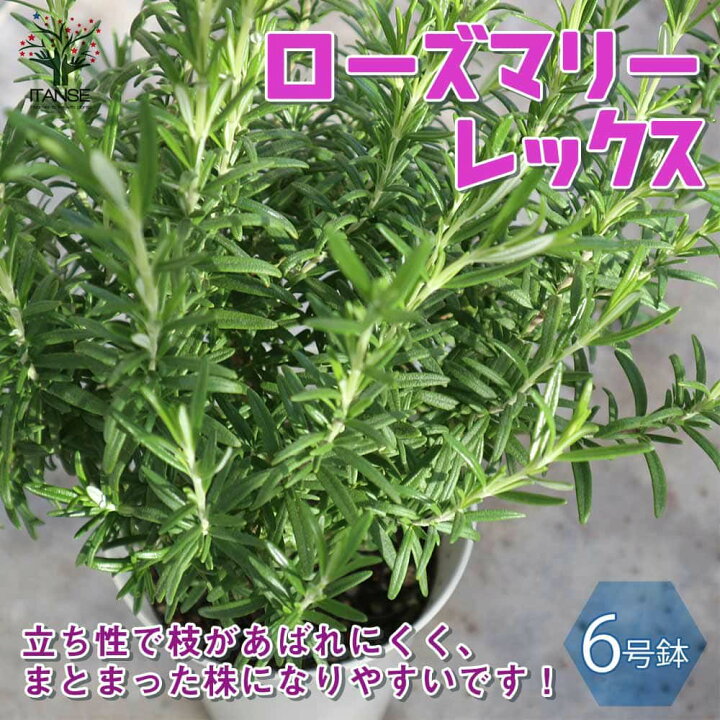 楽天市場 送料無料 ローズマリー レックス 6号大苗ロング鉢 1個売り ローズマリーの苗 苗木 Herb ハーブ ハーブ苗 ガーデニング 家庭菜園 料理 スパイス 香辛料 鑑賞 栽培 庭園菜園 ボタニカルライフ ベランダガーデニング ベランダ菜園 ポプリ 植物販売の