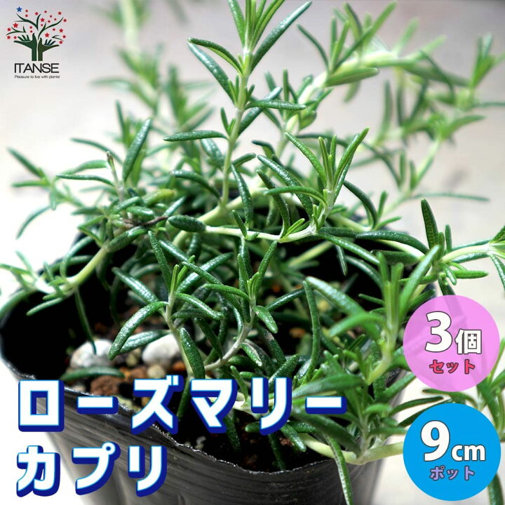 楽天市場 マラソン期間中 P5倍 カプリ ローズマリー ハーブの苗 9cmポット苗 お買い得3個セット ローズマリーの苗 苗木 Herb ハーブ ハーブ苗 ガーデニング 家庭菜園 料理 スパイス 香辛料 鑑賞 栽培 庭園菜園 ボタニカルライフ 植物販売のｉｔａｎｓｅ楽天市場店