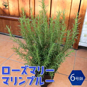 yz}u[ [Y}[̕c n[u̕c 6vX`bN ( 6 ) 1 [Y}[̕c c }u[ c herb n[u K[fjO ƒ؉  |v 