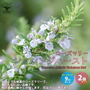 yz[Y}[ VbVOn[Xg n[u̕c 9cm|bg 2Zbg [Y}[̕c herb n[u n[uc K[fjO ƒ؉  [