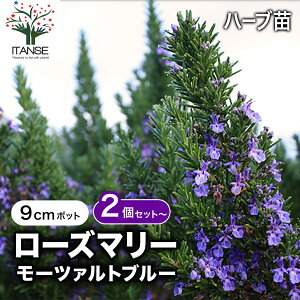 yz[Y}[ [c@gu[ (  ) n[uc 9cm|bg 2` [Y}[c hCn[u _ OhJo[ x_ 뉀 A}es[ n[ueB[ In 