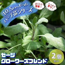 楽天市場 グランドカバー 多年草 種類 植物 セージ の通販