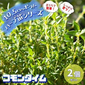 楽天市場 ドライフラワー 花束 プレゼント 種類 植物 タイム の通販 楽天市場 ドライフラワー 花束 プレゼント 種類 植物 タイム の通販