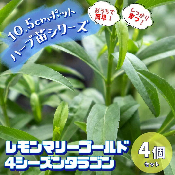 楽天市場 送料無料 レモンマリーゴールド 4シーズンタラゴン 10 5cm 4個セット おうちで簡単 育て やすい10 5cmポットハーブ苗シリーズ 根張り 大きさ 選別が良いので 育てやすい 生育簡単で初心者にもオススメのハーブシリーズ ガーデニング 家庭菜園