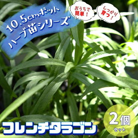 楽天市場 フレンチタラゴン 苗の通販