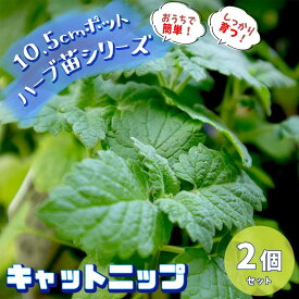 楽天市場 虫除け 植物 種類 植物 キャットニップ の通販