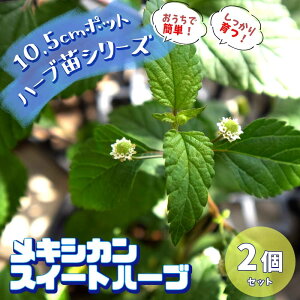 花壇 苗の通販 価格比較 価格 Com