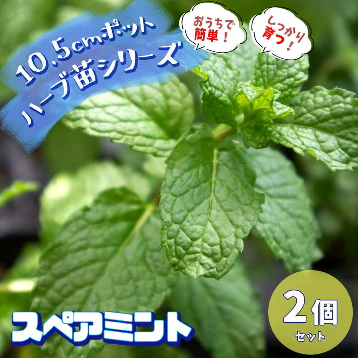 楽天市場 送料無料 スペアミント 10 5cm 2個セット おうちで簡単 育てやすい10 5cmポットハーブ 苗シリーズ 根張り 大きさ 選別が良いので 育てやすい 生育簡単で初心者にもオススメのハーブシリーズです ガーデニングや家庭菜園に 植物販売の
