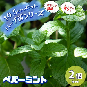 苗 ペパーミント 苗の人気商品 通販 価格比較 価格 Com
