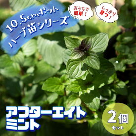 楽天市場 チョコレート ミント 苗の通販 楽天市場 チョコレート ミント 苗の通販