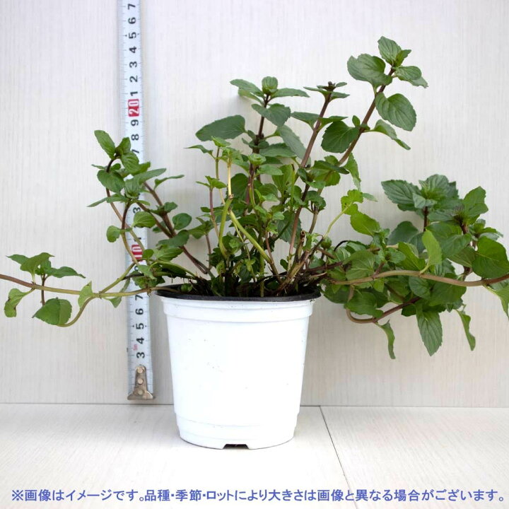 楽天市場 送料無料 アフターエイトミント 10 5cm 2個セット おうちで簡単 育てやすい10 5cmポットハーブ苗シリーズ 根張り 大きさ 選別が良いので 育てやすい 生育簡単で初心者にもオススメのハーブシリーズです ガーデニングや家庭菜園に 植物販売の 楽天市場 送料無料 アフターエイトミント 10 5cm 2個セット おうちで簡単 育てやすい10 5cmポットハーブ苗シリーズ 根張り 大きさ 選別が良いので 育てやすい 生育簡単で初心者にもオススメのハーブシリーズです ガーデニングや家庭菜園に 植物販売の