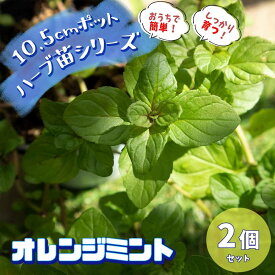 楽天市場 オレンジミント 苗の通販