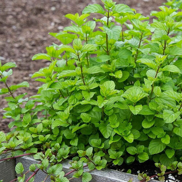 楽天市場 送料無料 オレンジミント 10 5cm 2個セット おうちで簡単 育てやすい10 5cmポットハーブ苗シリーズ 根張り 大きさ 選別が良いので 育てやすい 生育簡単で初心者にもオススメのハーブシリーズです ガーデニングや家庭菜園に 植物販売の