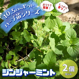楽天市場 ミント 苗の通販