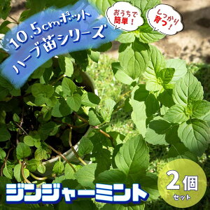 ミント 苗の人気商品 通販 価格比較 価格 Com