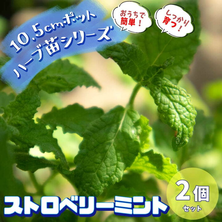 楽天市場 送料無料 ストロベリーミント 10 5cm 2個セット おうちで簡単 育てやすい10 5cmポットハーブ苗シリーズ 根張り 大きさ 選別が良いので 育てやすい 生育簡単で初心者にもオススメのハーブシリーズです ガーデニングや家庭菜園に 植物販売の