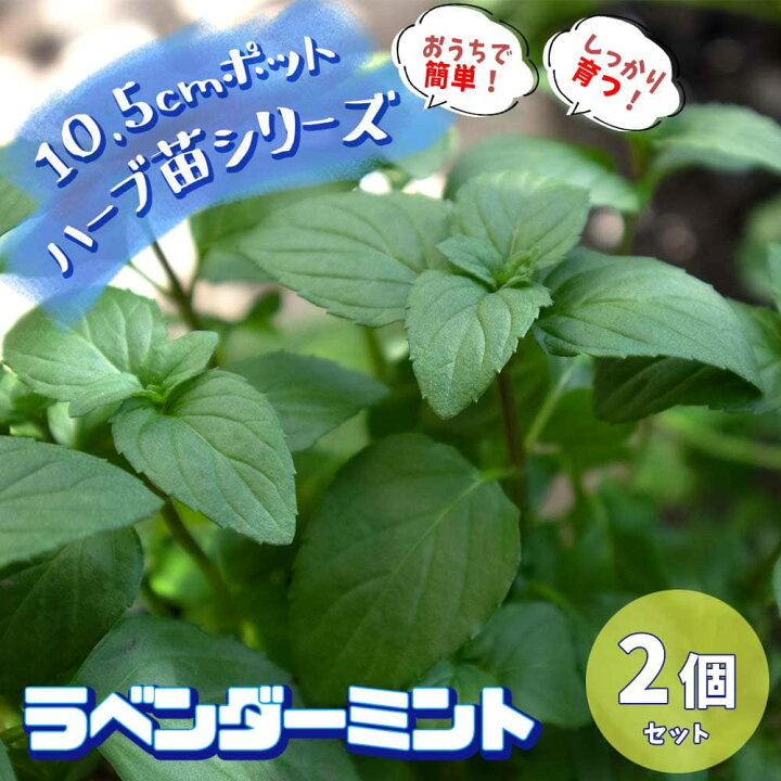 楽天市場 送料無料 ラベンダーミント 10 5cm 2個セット おうちで簡単 育てやすい10 5cmポットハーブ苗シリーズ 根張り 大きさ 選別が良いので 育てやすい 生育簡単で初心者にもオススメのハーブシリーズです ガーデニングや家庭菜園に 植物販売の