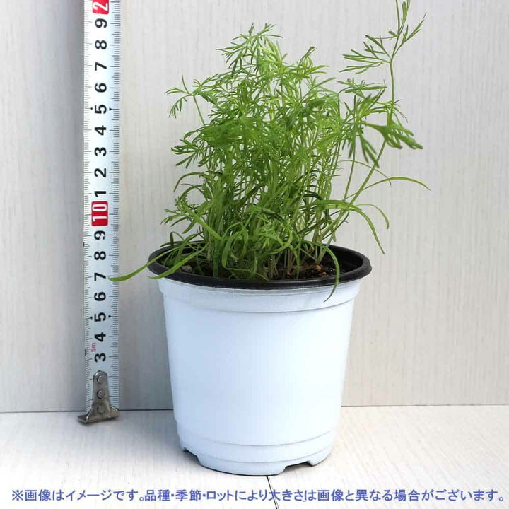 楽天市場 送料無料 ディル 10 5cm 2個セット おうちで簡単 育てやすい10 5cmポットハーブ苗シリーズ 根張り 大きさ 選別が良いので 育てやすい 生育簡単で初心者にもオススメのハーブシリーズです ガーデニングや家庭菜園に 植物販売のｉｔａｎｓｅ楽天