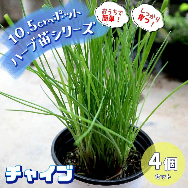 楽天市場 送料無料 チャイブ おうちで簡単 育てやすい10 5cmポットハーブ苗シリーズ 根張り 大きさ 選別が良いので 育てやすい 生育簡単で初心者にもオススメのハーブシリーズです ガーデニングや家庭菜園に 植物販売のｉｔａｎｓｅ楽天市場店