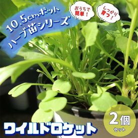 楽天市場 ガーデニング 初心者 セットの通販