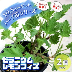楽天市場 レモン ゼラニウム 苗の通販