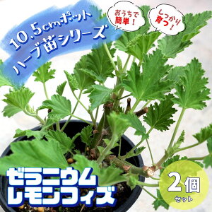 ゼラニウム 鉢 苗の人気商品 通販 価格比較 価格 Com