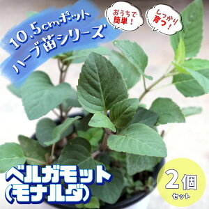 ベルガモット 苗の人気商品 通販 価格比較 価格 Com ベルガモット 苗の人気商品 通販 価格比較 価格 Com
