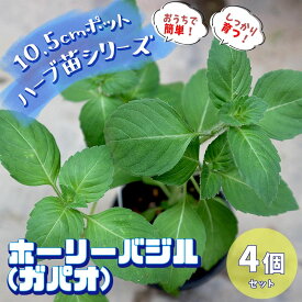 楽天市場 ホーリー バジル 苗の通販