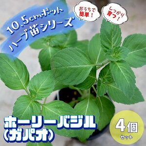苗 ホーリーバジル 苗の人気商品 通販 価格比較 価格 Com