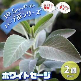 楽天市場 虫除け 植物 種類 植物 サルビア の通販