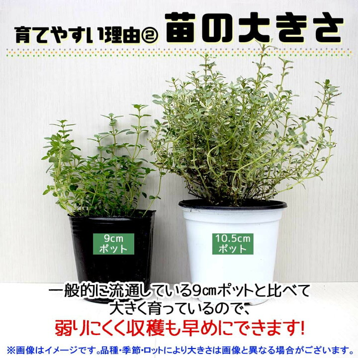 楽天市場 送料無料 レモンタイム 10 5cm 4個セット おうちで簡単 育てやすい10 5cmポットハーブ苗シリーズ 根張り 大きさ 選別が良いので 育てやすい 生育簡単で初心者にもオススメのハーブシリーズです ガーデニングや家庭菜園に 植物販売の