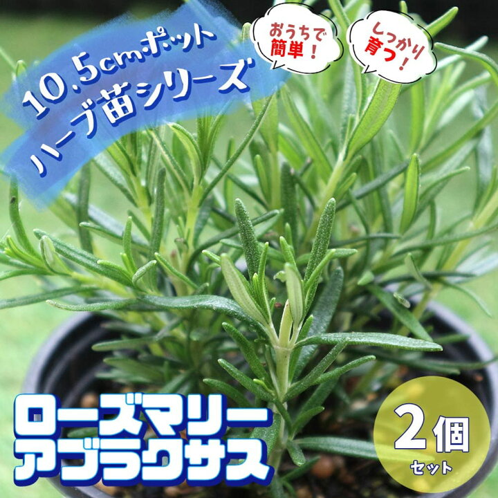 楽天市場 マラソン期間中 P5倍 ローズマリー アブラクサス おうちで簡単 育てやすい10 5cmポットハーブ苗シリーズ 根張り 大きさ 選別が良いので 育てやすい 生育簡単で初心者にもオススメのハーブシリーズです ガーデニングや家庭菜園に 植物販売の