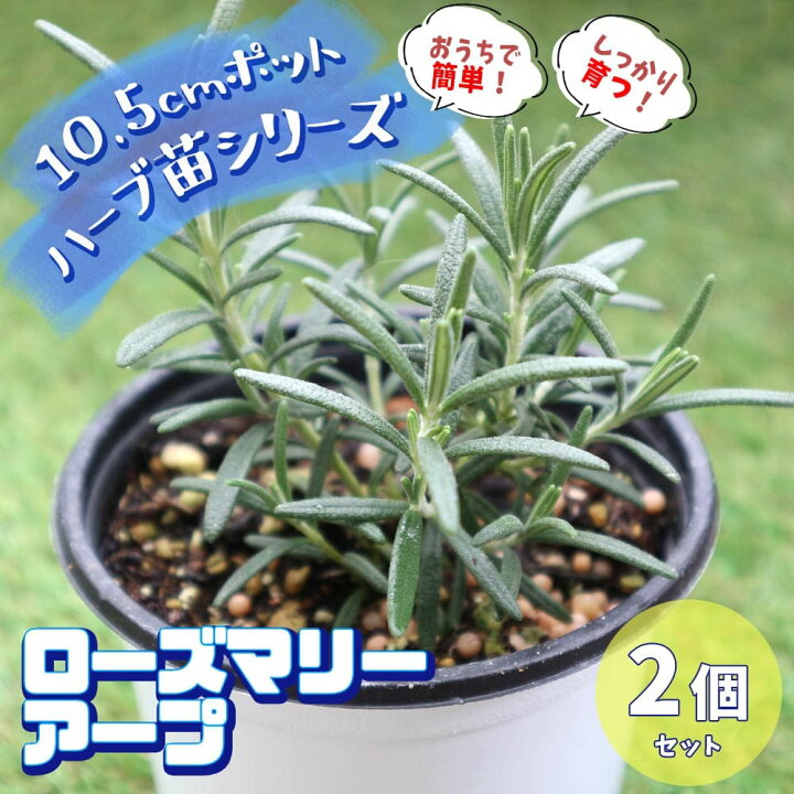 楽天市場 送料無料 ローズマリー アルプ おうちで簡単 育てやすい10 5cmポットハーブ苗シリーズ 根張り 大きさ 選別が良いので 育てやすい 生育簡単で初心者にもオススメのハーブシリーズです ガーデニングや家庭菜園に 植物販売のｉｔａｎｓｅ楽天市場店
